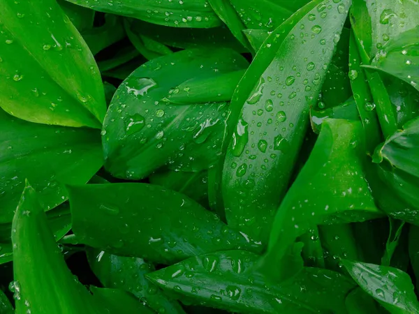 Raindrops Macro Leaves Lily Valley Fresh Green Leafs Closeup Dew — Stock Photo, Image