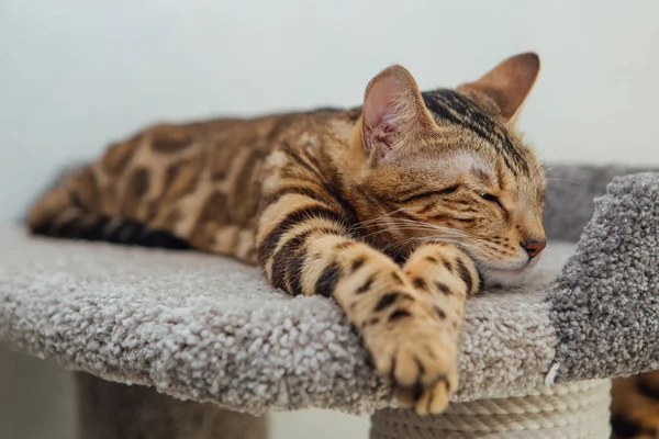 Νεαρή Χαριτωμένη Μπένγκαλ Γάτα Ξαπλωμένη Στο Ράφι Μιας Μαλακής Γάτας — Φωτογραφία Αρχείου