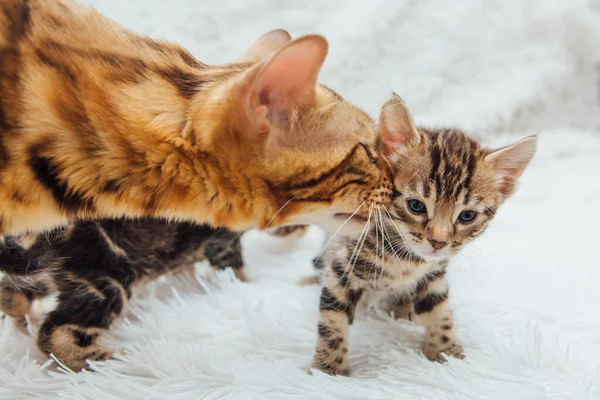 Sevimli Altın Bengal Anne Kedi Beyaz Bir Battaniyenin Üzerinde Küçük — Stok fotoğraf