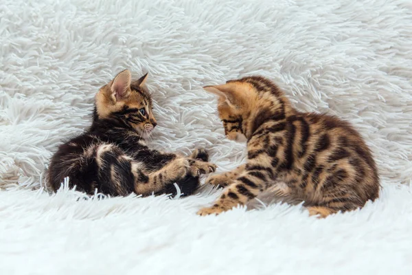 Twee Schattige Een Maand Oude Kittens Spelen Vechten Een Harige — Stockfoto