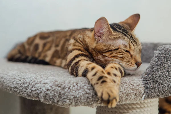 Young Cute Bengal Cat Laying Soft Cat Shelf Cat House Stock Image