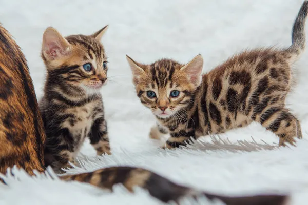 Twee Schattige Een Maand Oude Kittens Spelen Vechten Een Harige — Stockfoto