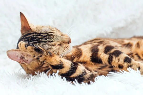 Bengalisk Katt Som Ligger Den Vita Rasande Filten Inomhus — Stockfoto