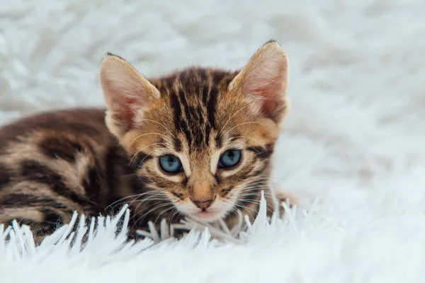 Schattig Bengal Een Maand Oud Kitten Witte Furie Deken Close — Stockfoto