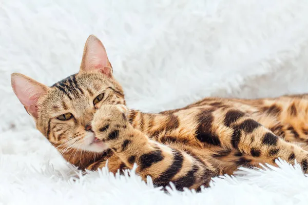 Бенгальська Котяча Кішка Лежить Білій Гнітючій Ковдрі Приміщенні — стокове фото