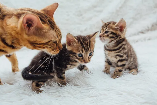 Schattige Gouden Bengaalse Moeder Kat Met Haar Kleine Kitten Witte — Stockfoto