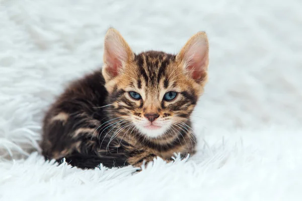 Cute One Month Old Marble Bengal Kitten White Fury Blanket — Stock Photo, Image