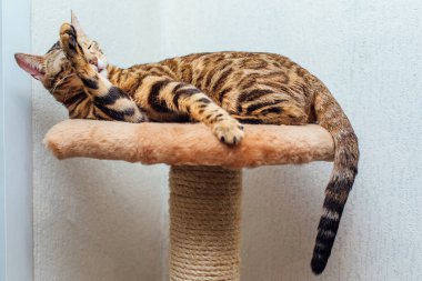 Genç, sevimli Bengal kedisi kedilerin evlerinin rafında uzanıyor ve kendini yıkıyor..