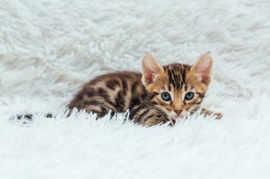 Beyaz hiddetli battaniyenin üzerinde Bengal kedisi