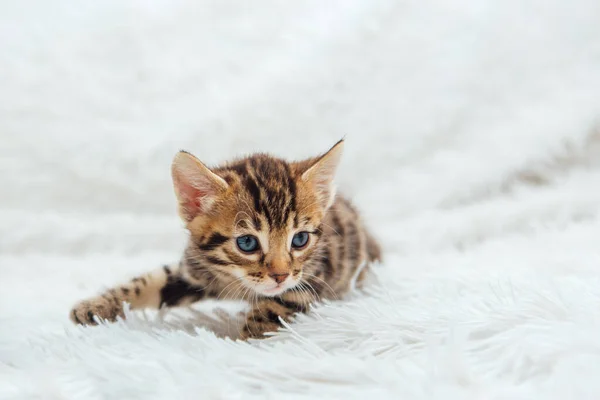 Kleine bengaalse kitten op de witte furieuze deken — Stockfoto