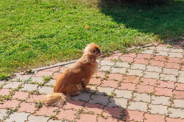 Red pekingese dog on a walk. Top view. — Stock Photo, Image