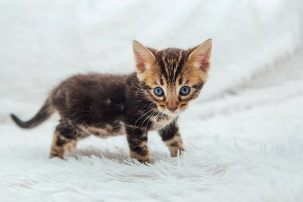 Kleine marmeren bengaalse kitten op de witte furieuze deken — Stockfoto