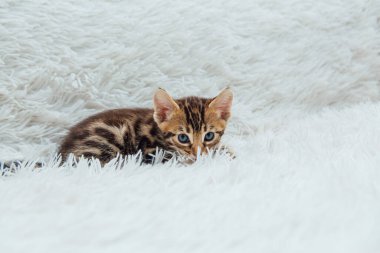 Bir aylık sevimli Bengal kedisi, beyaz bir battaniyenin üzerinde..