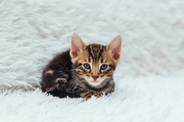 Cute One Month Old Marble Bengal Kitten White Fury Blanket — Stock Photo, Image