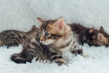 Kürklü beyaz bir battaniyenin üzerinde sevimli koyu gri kömür kısa saçlı bengal kedi yavrusu..
