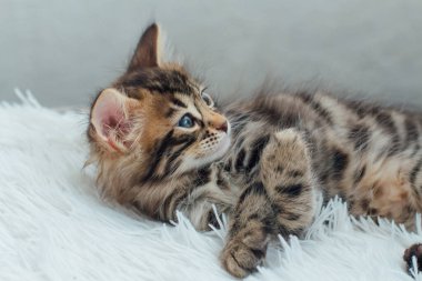 Kürklü beyaz bir battaniyenin üzerinde sevimli koyu gri kömür kısa saçlı bengal kedi yavrusu..