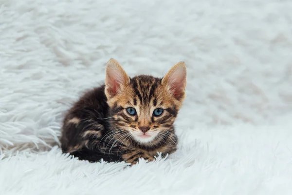 Cute One Month Old Marble Bengal Kitten White Fury Blanket — Stock Photo, Image