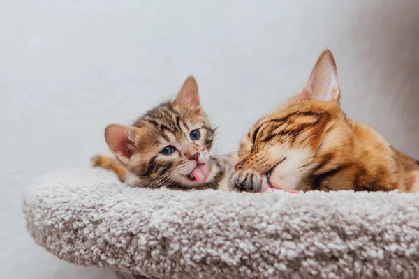 Young Cute Bengal Cat Laying Mother Cat Soft Cat Shelf — Stock Photo, Image