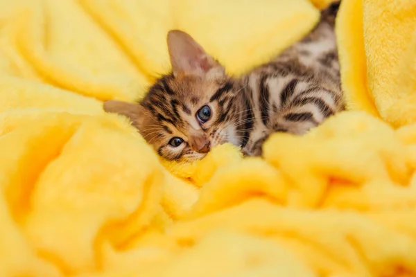 Bonito Bengala Mês Idade Gatinho Cobertor Amarelo Close — Fotografia de Stock