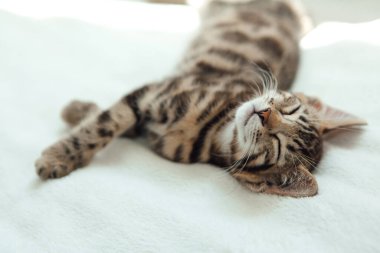 Tatlı, koyu gri kömür kısa saçlı bengal kedisi beyaz bir battaniyenin üzerinde uyuyor..