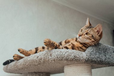 Bir kedinin evindeki yumuşak bir kedinin rafında yatan sevimli Bengal kedisi..