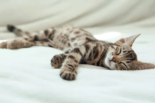 Lindo Oscuro Gris Carbón Pelo Corto Bengala Gatito Durmiendo Blanco —  Fotos de Stock