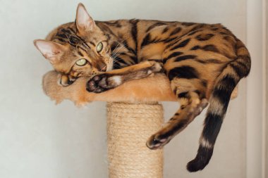 Bir kedinin evindeki yumuşak bir kedinin rafında yatan sevimli Bengal kedisi..