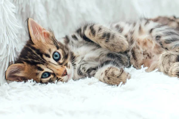 Three Cute One Month Old Kittens Furry White Blanket — Stock Photo, Image