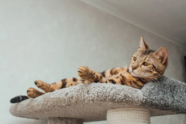 Ung Söt Bengal Katt Liggande Mjuk Katt Hylla Katt Hus — Stockfoto