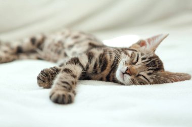 Tatlı, koyu gri kömür kısa saçlı bengal kedisi beyaz bir battaniyenin üzerinde uyuyor..