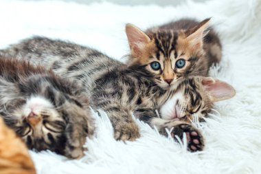 Kürklü beyaz bir battaniyenin üzerinde üç sevimli bir aylık kedi yavrusu..