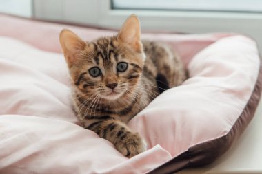 Şirin Bengal 'in yakın plan yüzü. Bir aylık kedi yavrusu, kedinin yastığında yatıyor.