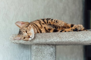 Bir kedinin evindeki yumuşak bir kedinin rafında yatan sevimli Bengal kedisi..