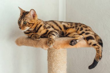 Bir kedinin evindeki yumuşak bir kedinin rafında yatan sevimli Bengal kedisi..