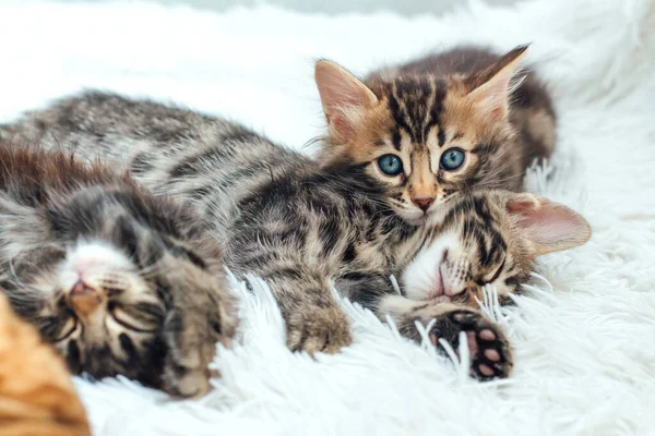 三个可爱的1个月大的小猫在毛茸茸的白色毛毯上 — 图库照片