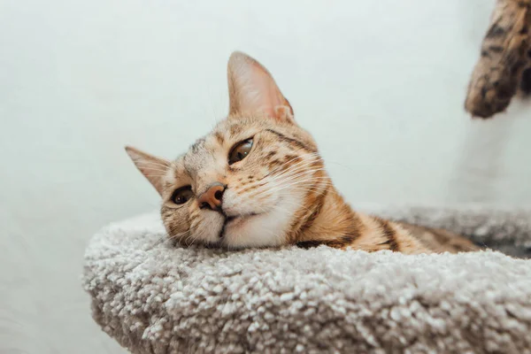 猫の家の柔らかい猫の棚の上に寝そべっている若いかわいい優しい猫屋内 — ストック写真