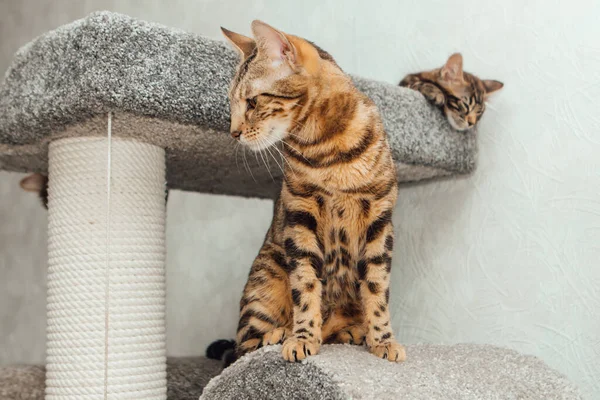 Jovem Gato Bengala Bonito Sentado Prateleira Gato Macio Casa Gato — Fotografia de Stock