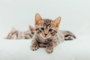Bir aylık sevimli Bengal kedisi, beyaz bir battaniyenin üzerinde..