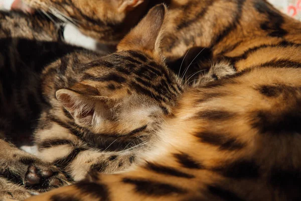 Adorable Bengala Dorada Madre Gato Alimenta Sus Pequeños Gatitos Con — Foto de Stock