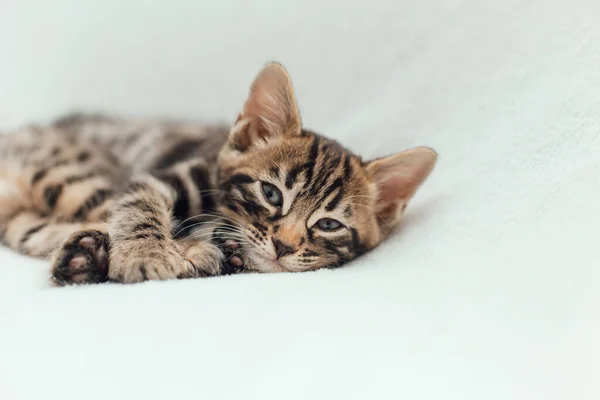 Bonito Bengala Mês Idade Gatinho Branco Fúria Cobertor Close — Fotografia de Stock