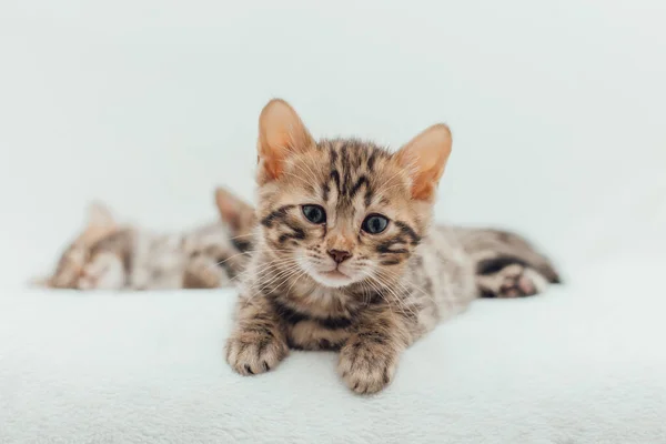 Милый Одномесячный Котенок Белом Одеяле Ярости Крупным Планом — стоковое фото