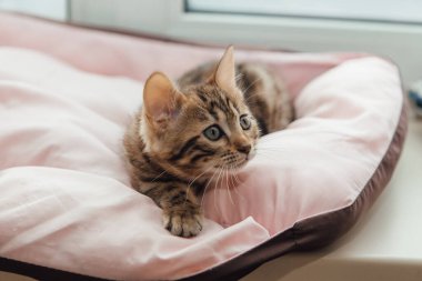 Şirin Bengal 'in yakın plan yüzü. Bir aylık kedi yavrusu, kedinin yastığında yatıyor.