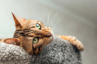 Bir kedinin evindeki yumuşak bir kedinin rafında yatan sevimli Bengal kedisi..