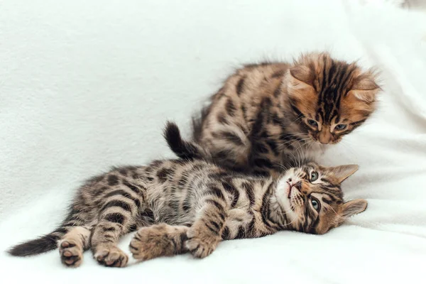 两只可爱的一个月大的小猫躺在毛茸茸的白色毛毯上 — 图库照片