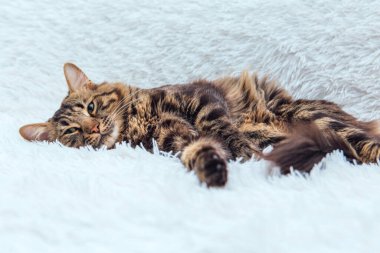 Uzun saçlı kömür bengal kedisi beyaz hiddetli battaniyenin üzerinde yatıyor.