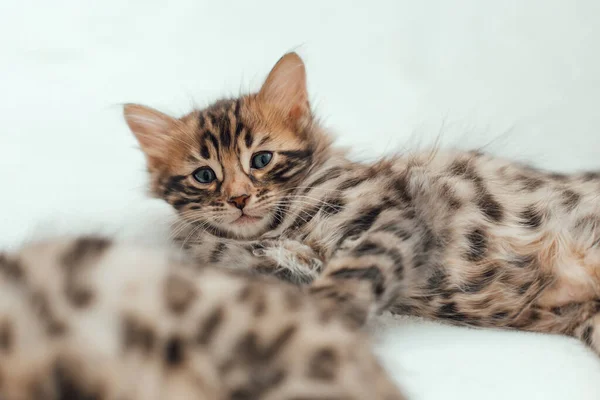 Cute Bengal One Month Old Kitten White Fury Blanket Close — Stock Photo, Image