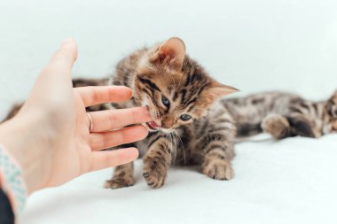 Şirin, koyu gri kömür, kısa saçlı Bengal kedisi kürklü beyaz bir battaniyeyi ısırıyor..