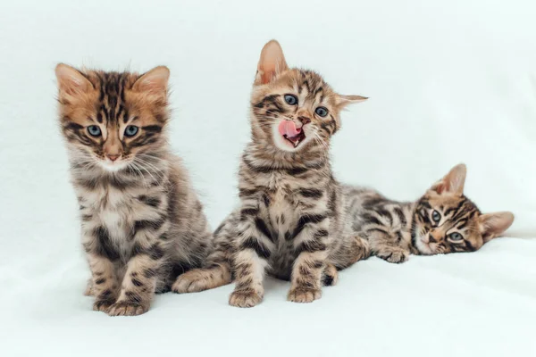Три Милых Котенка Месячной Давности Пушистом Белом Одеяле — стоковое фото