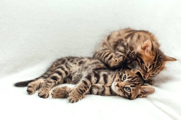 Due Simpatici Gattini Mese Una Coperta Bianca Pelosa — Foto Stock