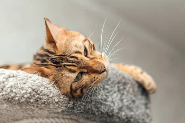 Joven Lindo Gato Bengala Tendido Estante Gato Suave Casa Gato — Foto de Stock